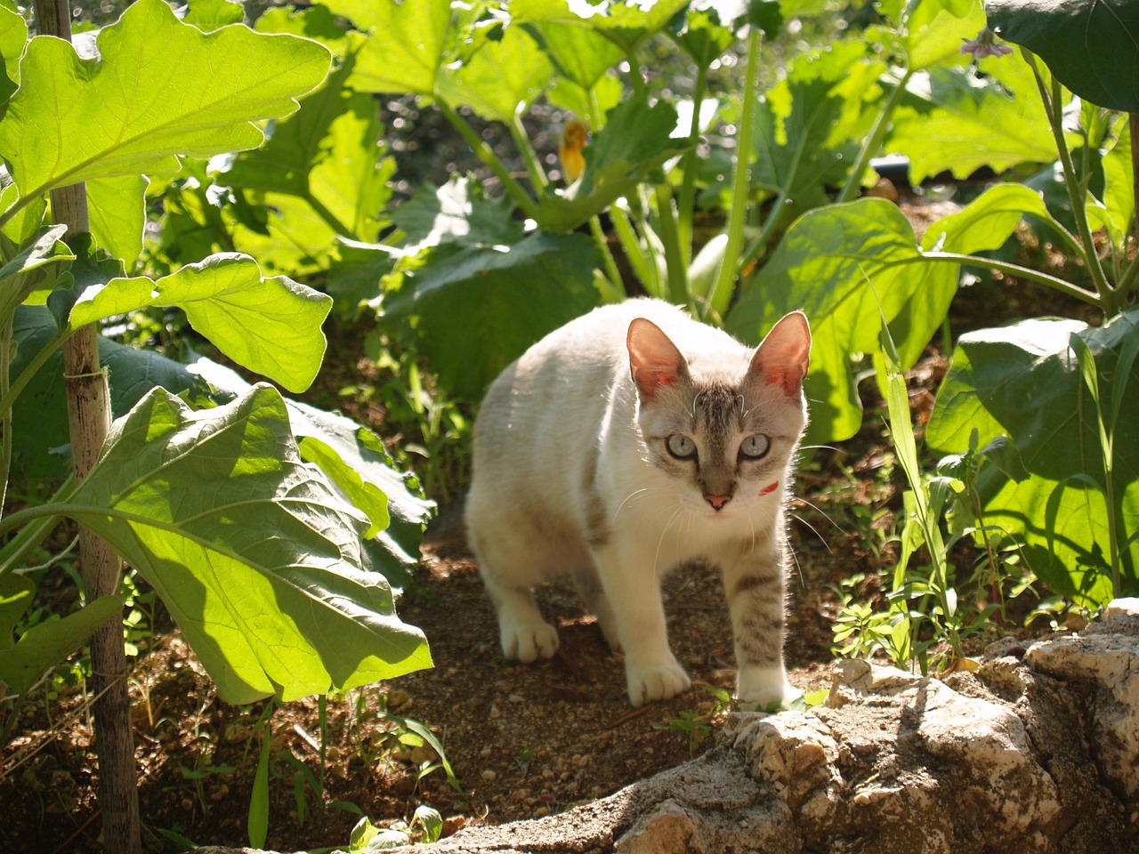 无畏的微博与猫猫日记的交融