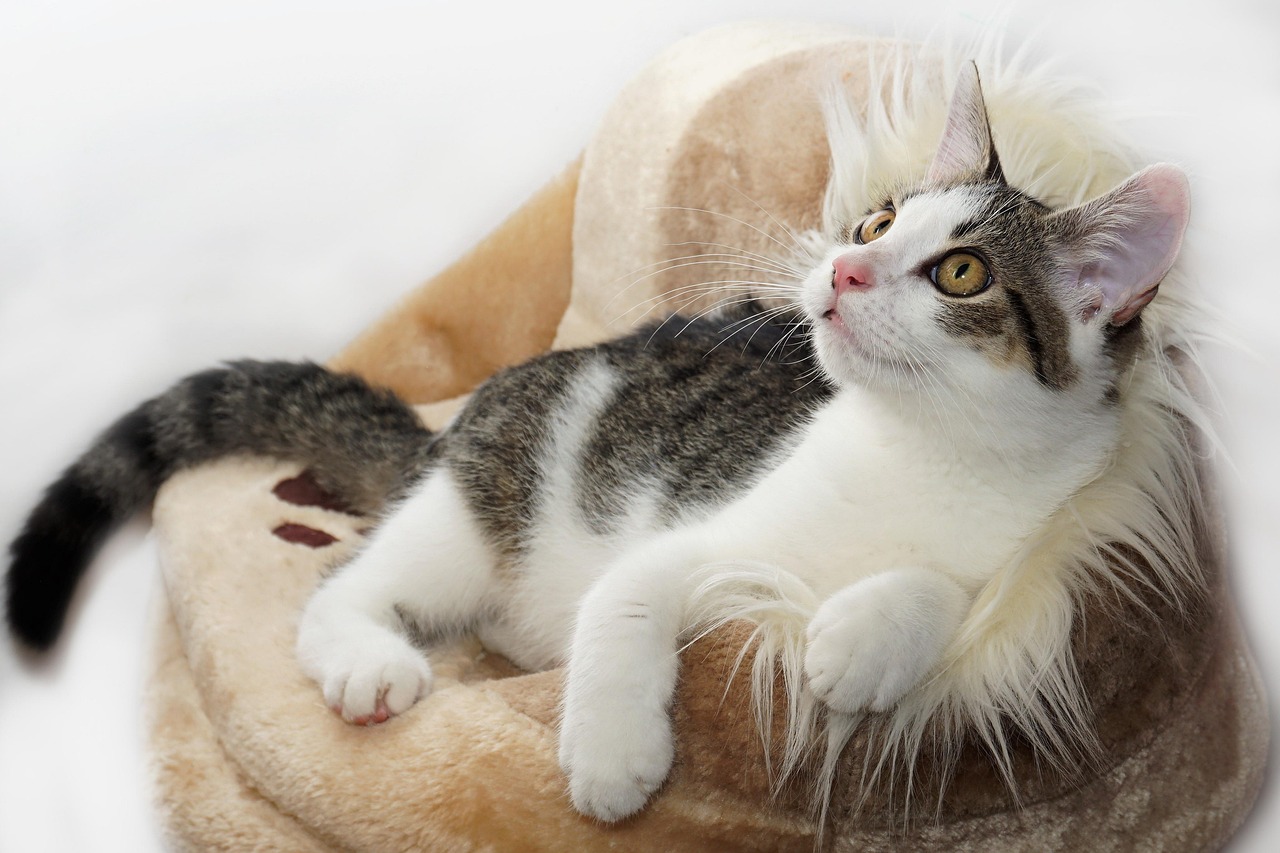 猫食之惑，猫粮的奥秘与猫的好奇心