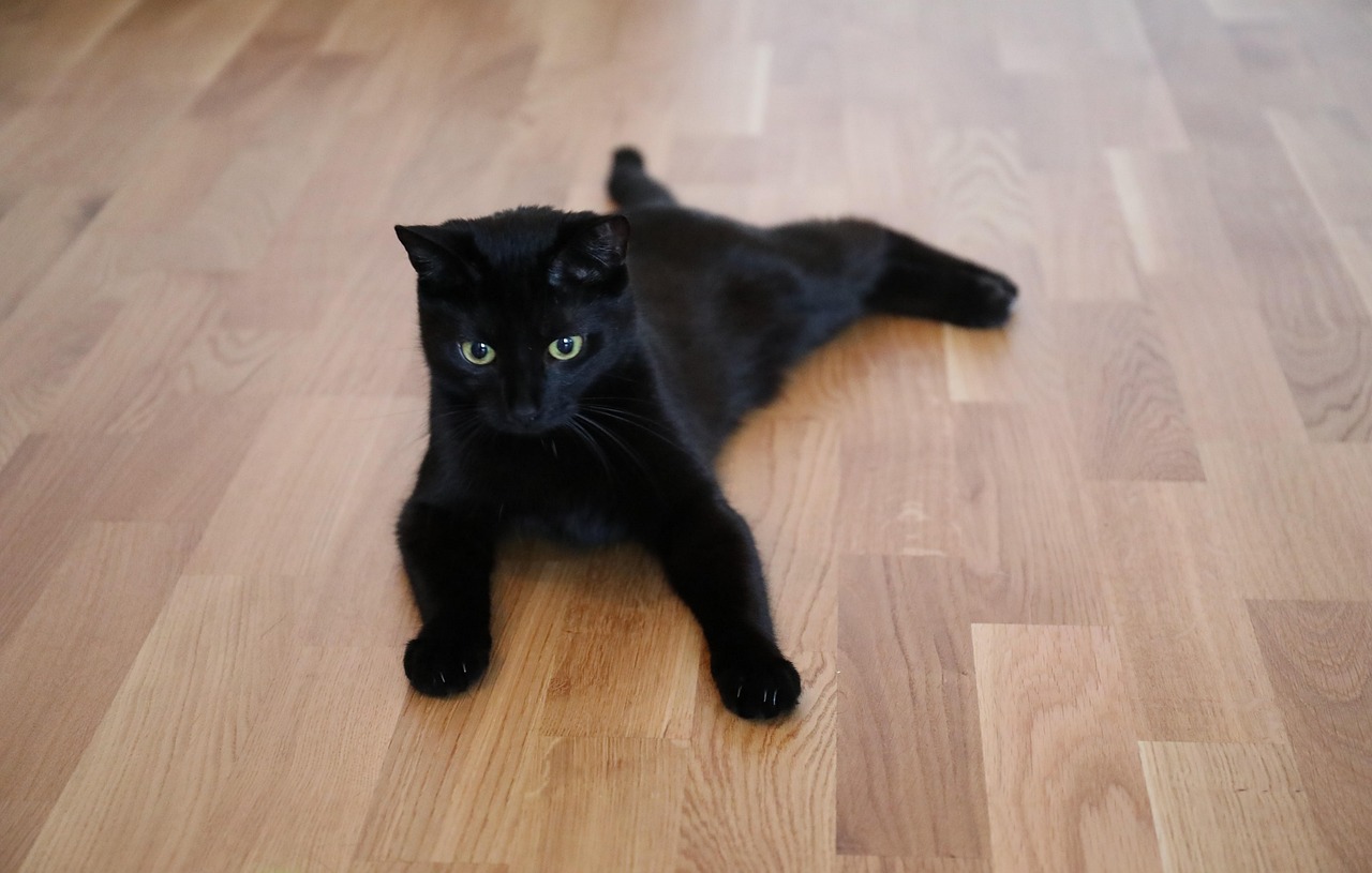 猫食之惑，猫粮的奥秘与猫的好奇心